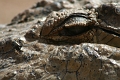 les crocos
